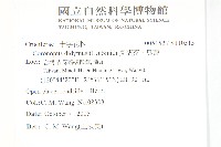 臭濱芥、臭薺藏品圖，第2張