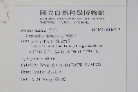 綠穗莧藏品圖，第2張