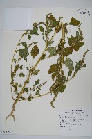 登錄號:S110522藏品圖，第1張