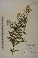 狗尾草藏品圖，第1張