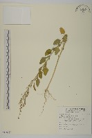 藜、灰藜藏品圖，第1張