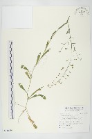 薺藏品圖，第1張
