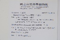 臺灣八角金盤藏品圖，第2張