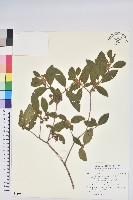 紅毛杜鵑藏品圖，第1張