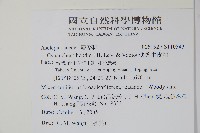 薄葉牛皮消藏品圖，第2張