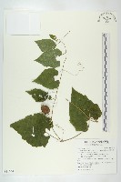 青牛膽藏品圖，第1張