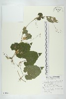 青牛膽藏品圖，第1張