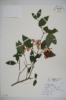 呂宋莢迷藏品圖，第1張