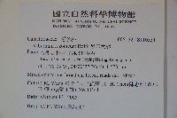 呂宋莢迷藏品圖，第2張