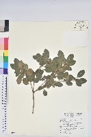 馬銀花藏品圖，第1張