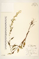 一枝黃花藏品圖，第1張