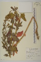 藜、灰藜藏品圖，第1張