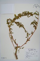 綠穗莧藏品圖，第1張