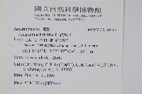 綠穗莧藏品圖，第2張