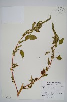 綠穗莧藏品圖，第3張