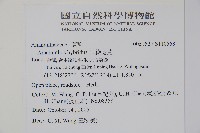 綠穗莧藏品圖，第4張