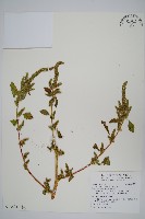 綠穗莧藏品圖，第5張