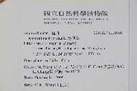 綠穗莧藏品圖，第6張