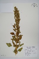 綠穗莧藏品圖，第7張