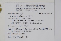 綠穗莧藏品圖，第8張