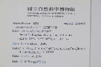 凹葉野莧菜藏品圖，第2張