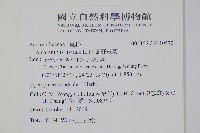 凹葉野莧菜藏品圖，第2張