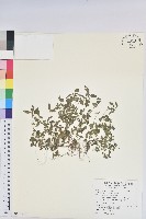 鐵莧菜藏品圖，第1張