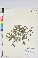 鐵莧菜藏品圖，第1張