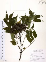 賊仔樹藏品圖，第1張