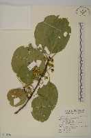 大葉南蛇藤藏品圖，第1張