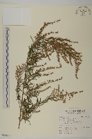 中南蒿藏品圖，第1張