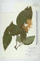 梜木藏品圖，第1張