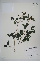 三葉五加藏品圖，第1張