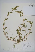 綠穗莧藏品圖，第1張