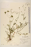 矮菊藏品圖，第1張