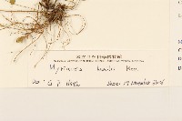 矮菊藏品圖，第3張