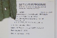 臺灣鵝掌柴藏品圖，第2張