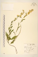 一枝黃花藏品圖，第1張