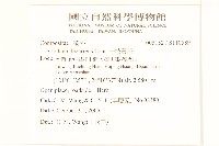 一枝黃花藏品圖，第2張