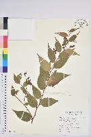 白珠樹藏品圖，第1張