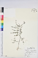 銳葉小還魂藏品圖，第1張