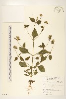 貓腥草藏品圖，第1張