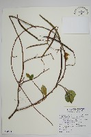 細梗絡石藏品圖，第1張