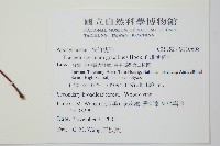 細梗絡石藏品圖，第2張