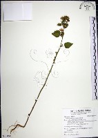 圓葉金午時花藏品圖，第1張