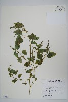 野莧菜藏品圖，第1張