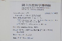 凹葉野莧菜藏品圖，第2張