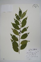 毛瓣蝴蝶木藏品圖，第1張