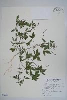 平伏莖白花菜、成功白花菜藏品圖，第1張