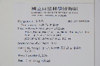 厚殼樹藏品圖，第2張